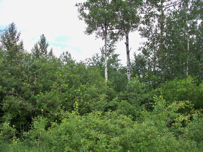Pine Island Ranch Tract 1